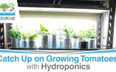 Catch Up on Growing Tomatoes with Hydroponics