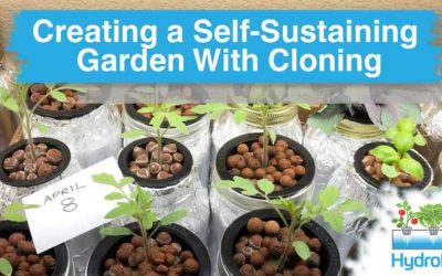 Creating a self-sustaining garden with cloning