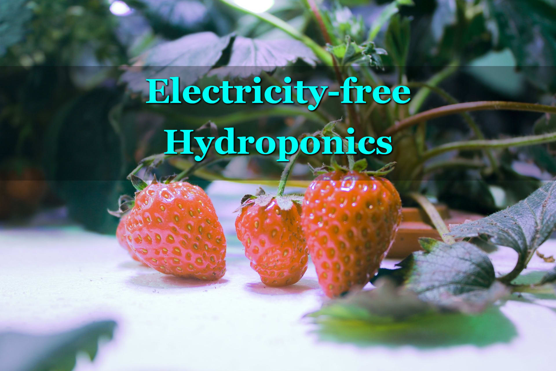 Strawberries grown in a hydroponics system without electricity