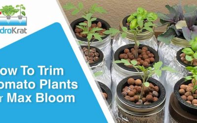 How to Trim Tomato Plants for Max Bloom