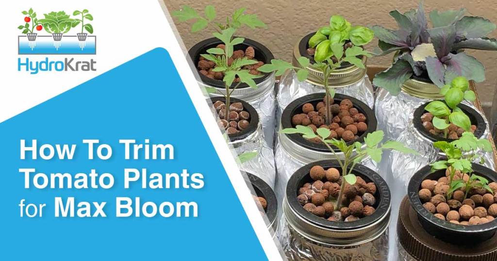 How to Trim Tomato Plants for Max Bloom