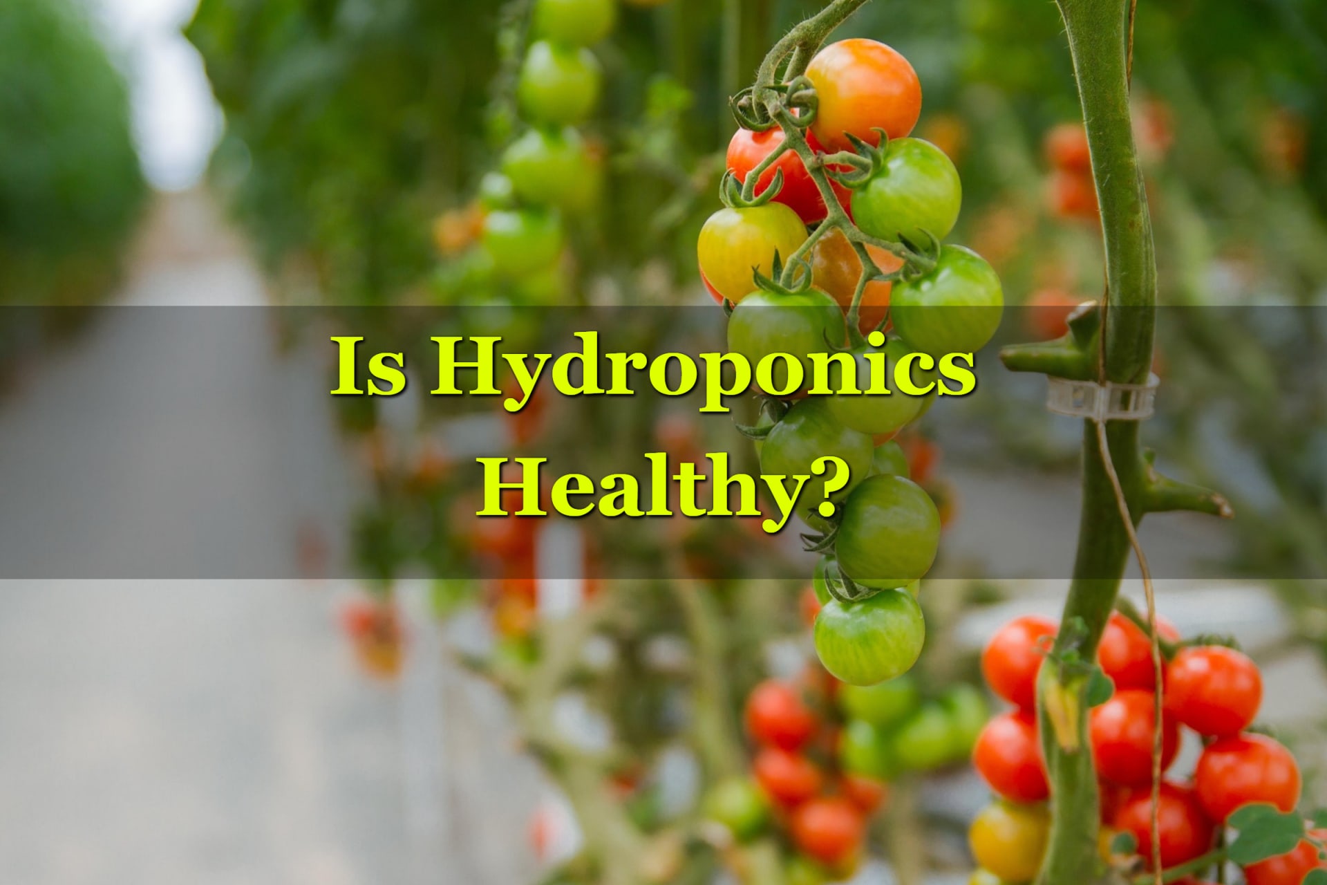 A hydroponics farm showing healthy tomatoes