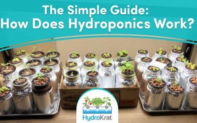 The Simple Guide: How does hydroponics work?