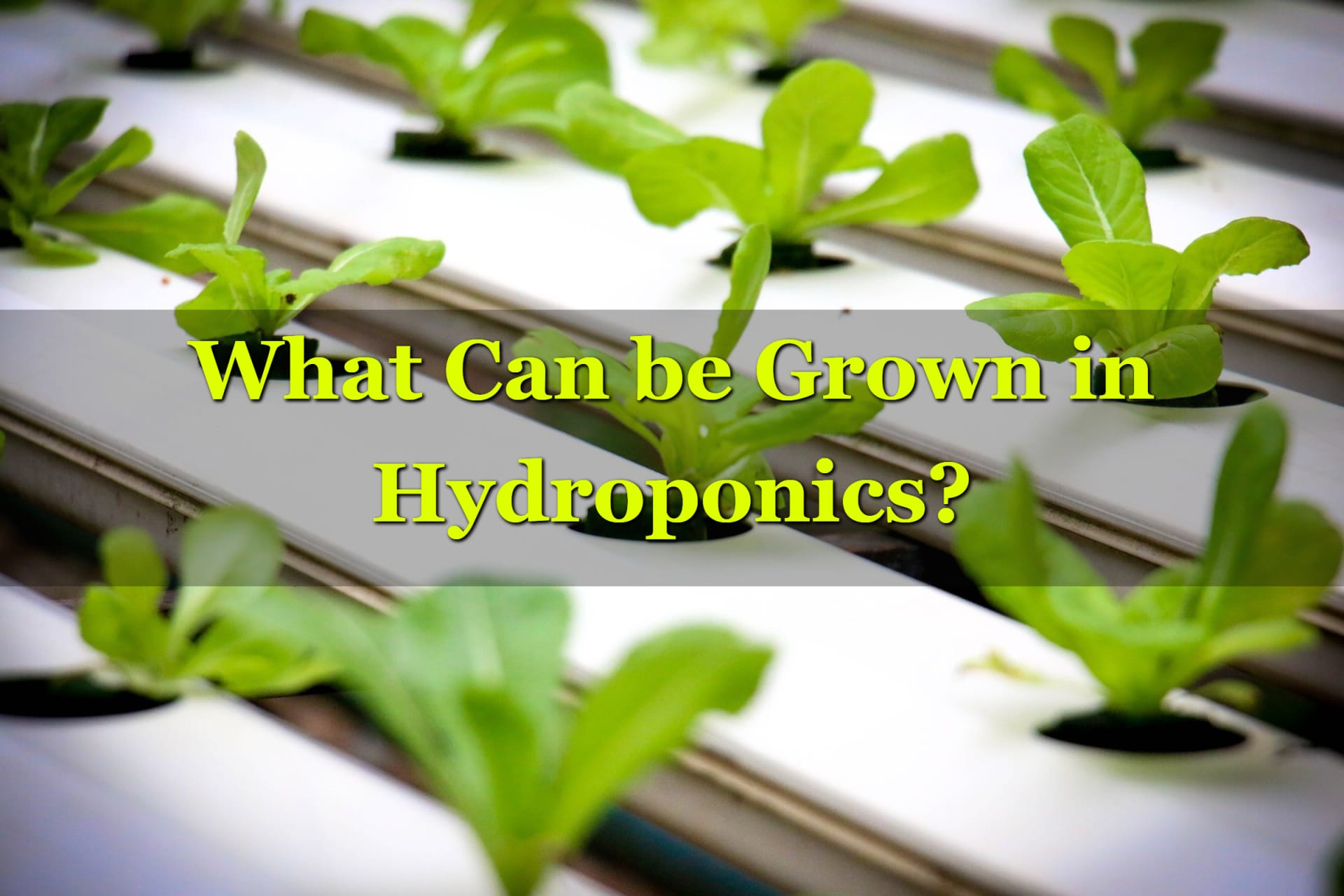 Rows or plants being grown in hydroponics