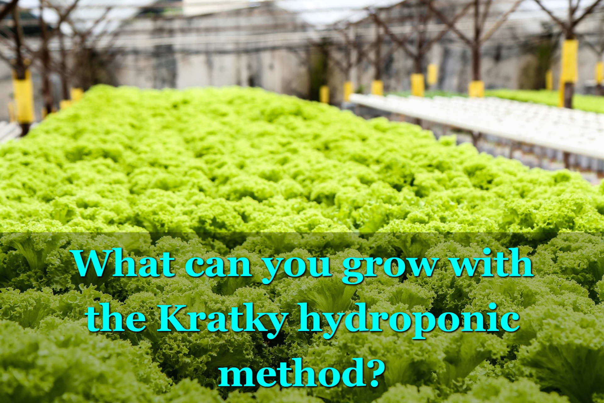 What Can You Grow with The Kratky Hydroponic Method?