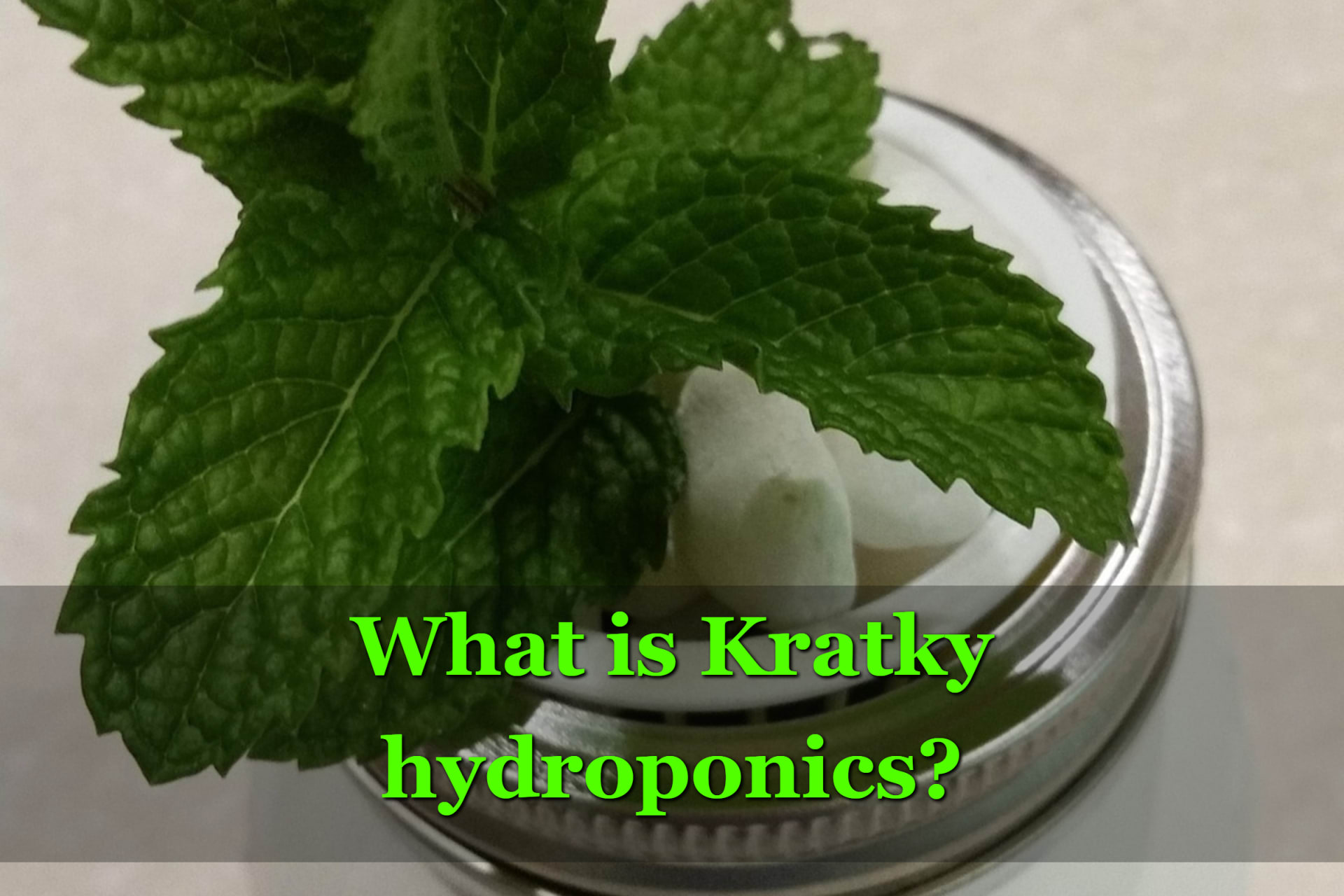 What Is Kratky Hydroponics? A Beginners Guide