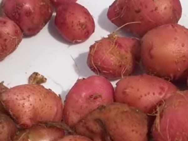 Hydroponic Potato Tubers - Kratky Potatoes