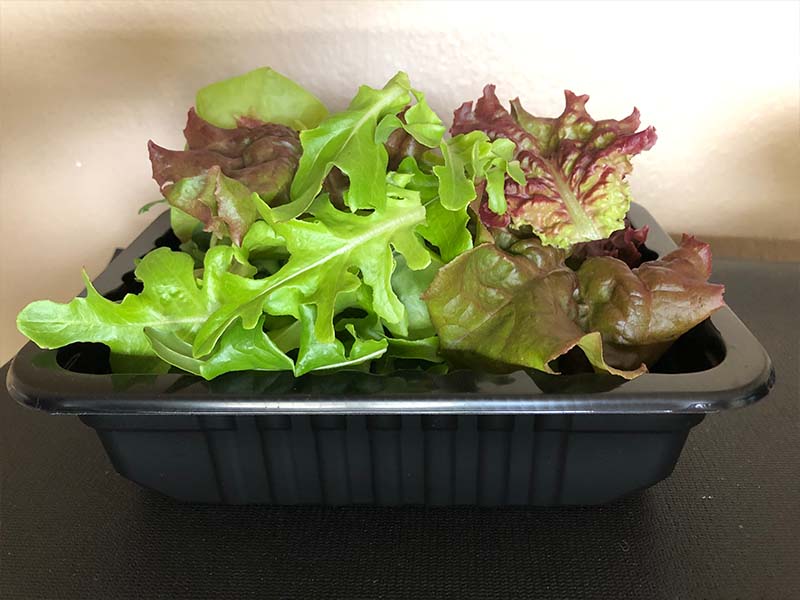 Lettuce harvest