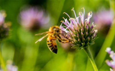 Pollinating in a Hydroponic Space: Tips for Successful Plant Propagation