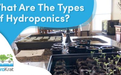 What are the Types of Hydroponics?